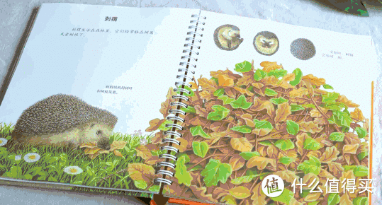 拯救好奇心！法国国宝级科普启蒙书，从这里第一次发现世界